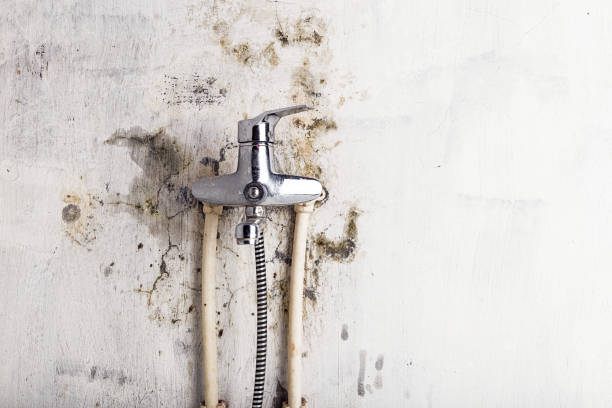 Best Mold Remediation for Schools in Rossville, KS