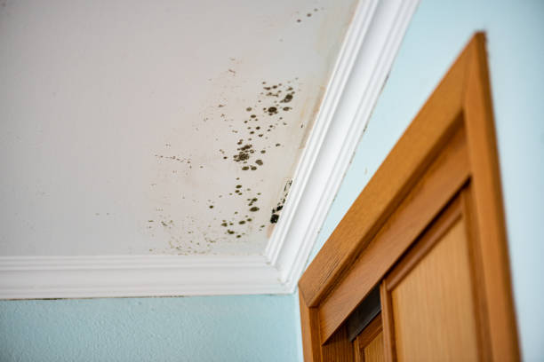 Professional Mold Remediation in Rossville, KS