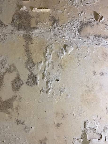 Best HVAC Mold Remediation in Rossville, KS