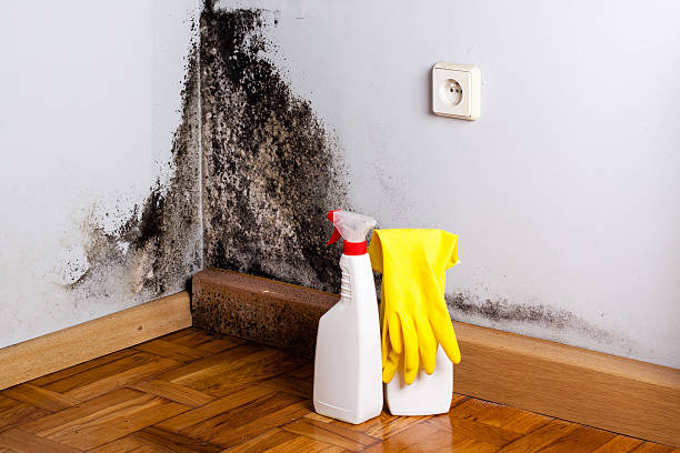 Best Residential Mold Remediation in Rossville, KS